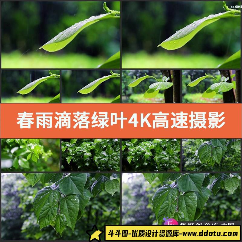 春雨滴落绿叶4K高速春天春雨下雨水滴植物树叶子实拍视频素材-斗斗图