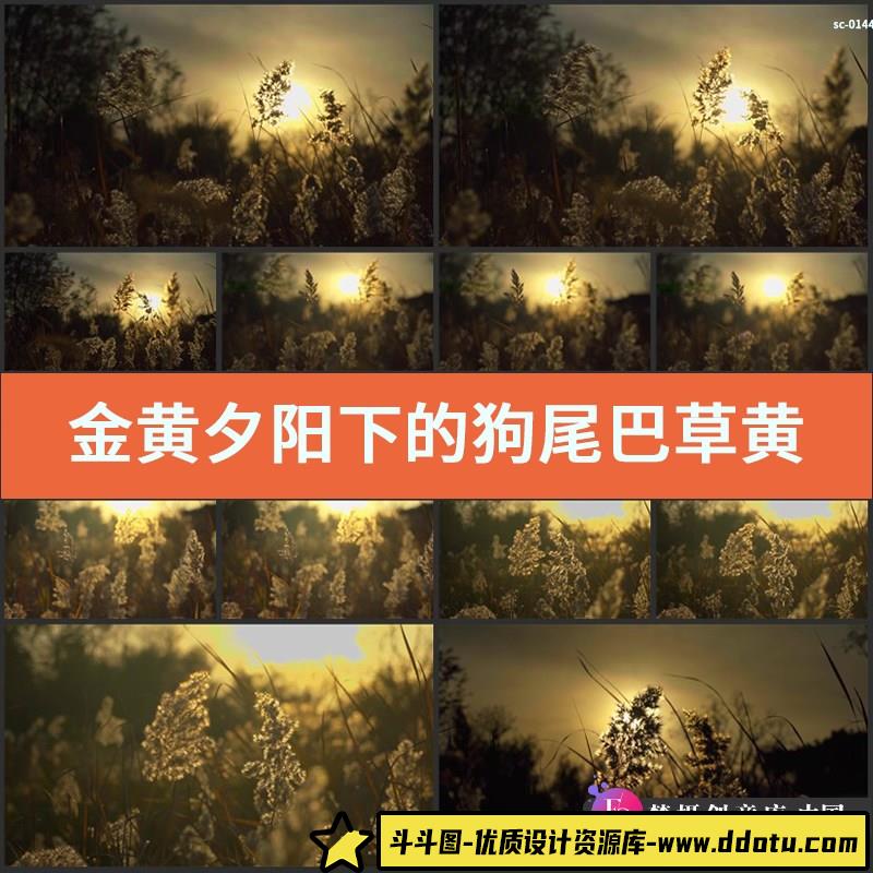 金黄夕阳下的狗尾巴草实拍视频素材黄昏傍晚落日余晖植物风景-斗斗图