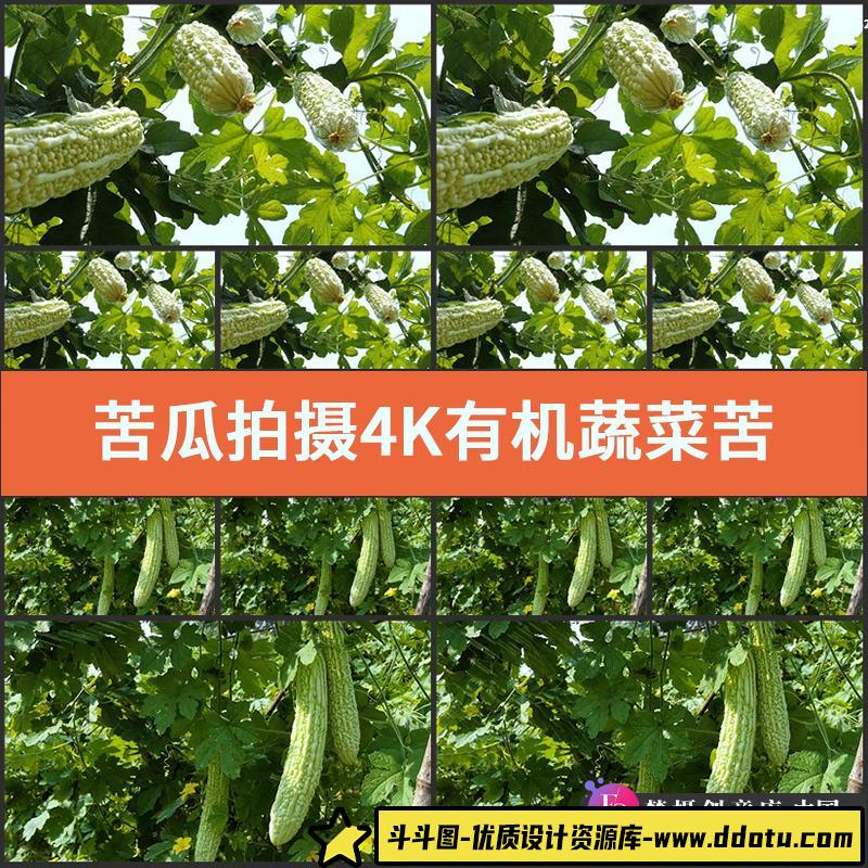 苦瓜拍摄4K视频素材实拍有机蔬菜苦瓜园种植菜园凉瓜癞瓜营养果蔬-斗斗图