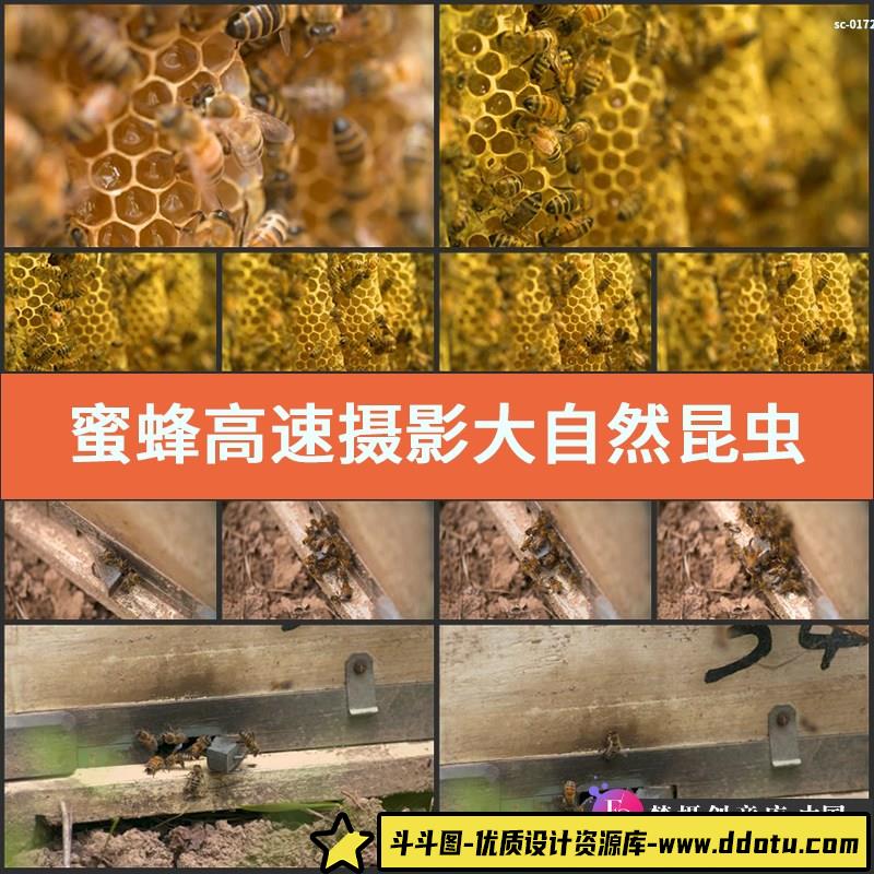 蜜蜂高速大自然昆虫蜂巢蜂窝蜂蜜蜂房蜜蜂采蜜实拍摄视频素材-斗斗图