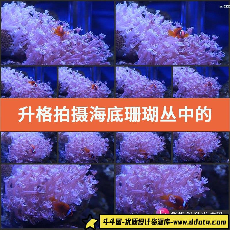 升格拍摄海底珊瑚丛中的小鱼4K视频素材实拍深海小丑鱼海洋生物种-斗斗图