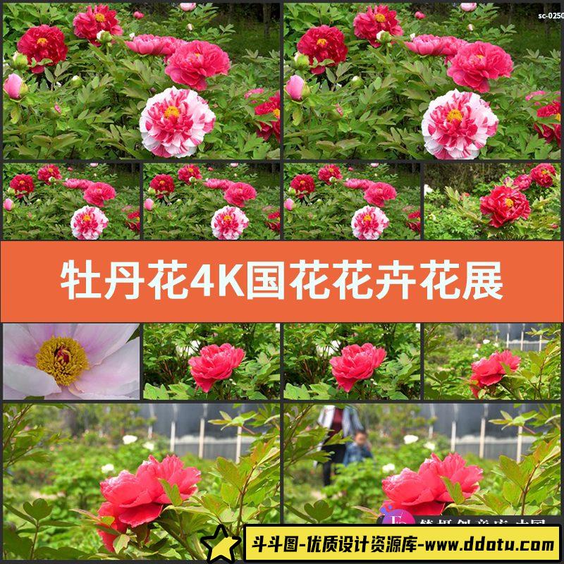 实拍牡丹花4K视频素材国花花卉花展粉红花朵超清拍摄特写镜头-斗斗图