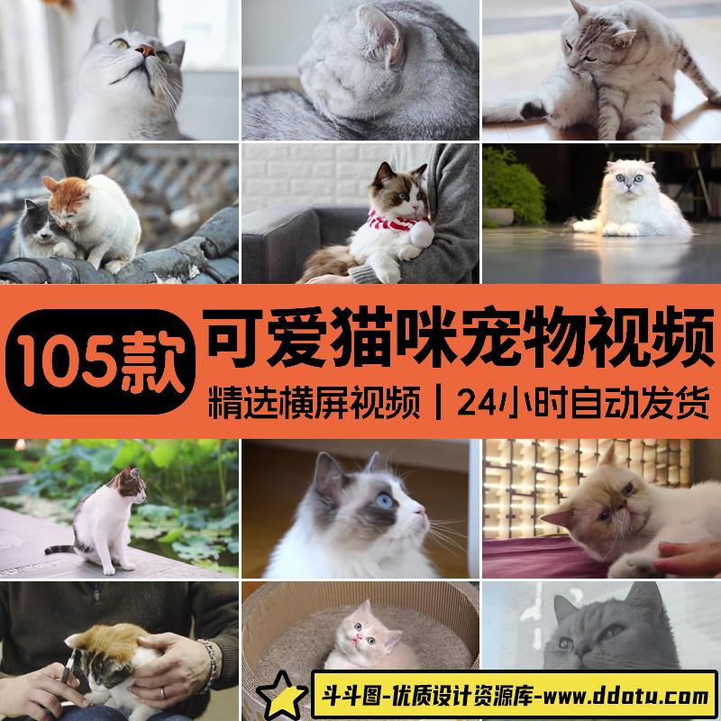 猫咪宠物萌宠花猫可爱小奶猫特写镜头自媒体高清剪辑混剪视频素材-斗斗图