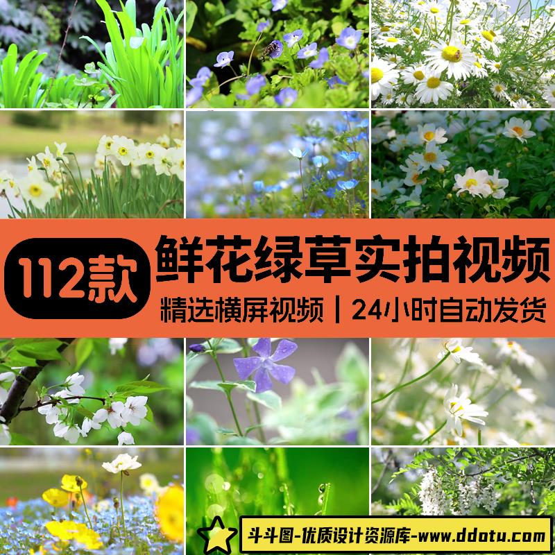 绿色植物实拍蒲公英开花空镜头雨露森林大自然发芽生成长视频素材-斗斗图